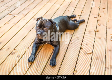 Un beau black Staffordshire Bull Terrier dog lying on decking en bois. Son pelage est brillant, il n'est pas portant un collier. Banque D'Images