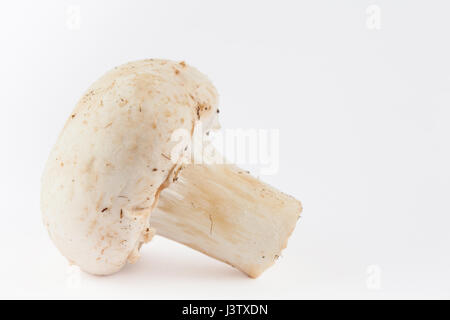 Champignons fraîchement récolté (Agaricus bisporus) isolés dans l'arrière-plan blanc Banque D'Images