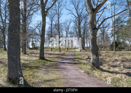 Allée sinueuse dans une forêt lumineuse au printemps Banque D'Images