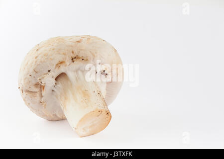 Champignons fraîchement récolté (Agaricus bisporus) isolés dans l'arrière-plan blanc Banque D'Images