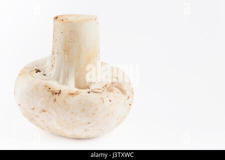 Champignons fraîchement récolté (Agaricus bisporus) isolés dans l'arrière-plan blanc Banque D'Images