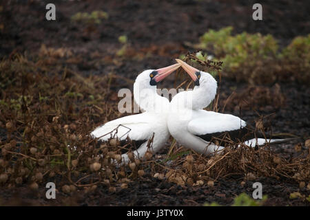Nazca Booby touchant des beaks dans une exposition de vaisseau sur l'île de Genovesa, îles Galapagos, Équateur. (Sula granti) Banque D'Images