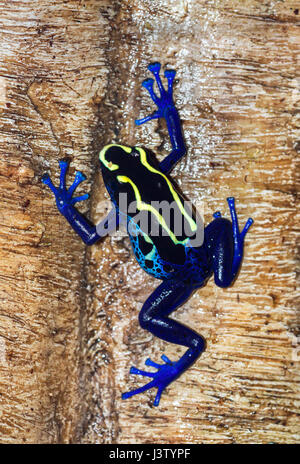 Dyeing poison dart frog (Dendrobates tinctorius). Banque D'Images