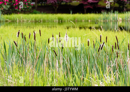 Épis floraux cylindriques de jonc entre les lits de roseaux d'un lac. Banque D'Images