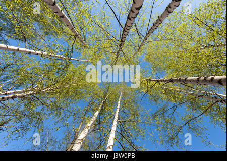 Les lignes fines de silver birches avec feuillage vert frais sur le fond du ciel bleu Banque D'Images