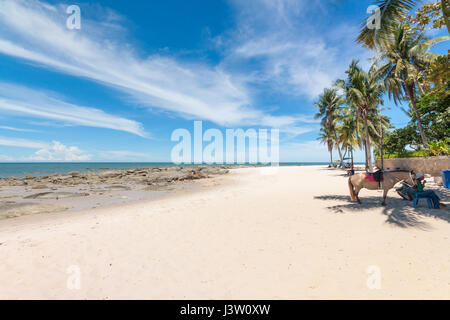 Cheval et palmiers sur la plage de sable blanc de Hua Hin, Thaïlande Banque D'Images