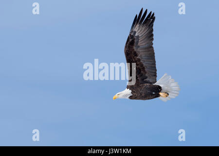 Pygargue à tête blanche (Haliaeetus leucocephalus), en vol, sur fond de ciel bleu, ailes étirés, détaillée vue latérale, région de Yellowstone, Montana, USA. Banque D'Images