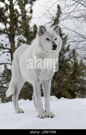 Loup gris (Canis lupus ) en hiver, fourrure d'hiver, debout dans la neige, sur une petite colline, l'air dangereux, féroce, captive, région de Yellowstone, Montana, USA. Banque D'Images