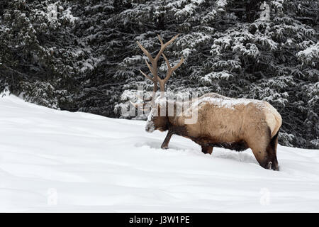 Wapiti Wapiti ( Cervus canadensis / ), bull en hiver, la neige de patte, à la recherche de nourriture, lisière de forêt, le Parc National de Yellowstone, Wyoming, USA. Banque D'Images