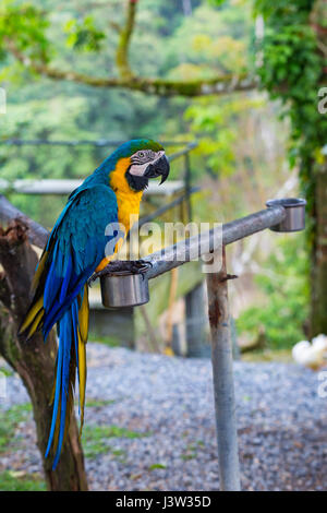 Belle ara bleu et jaune au zoo Banque D'Images