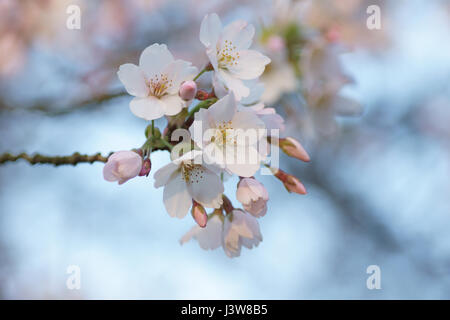 Arbre de cerise Yoshino Banque D'Images