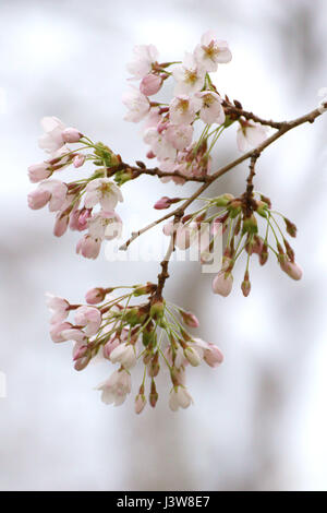 Arbre de cerise Yoshino Banque D'Images