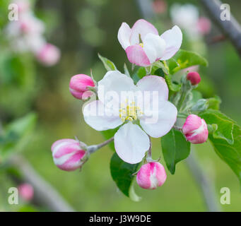 Gros plan de fleurs de pommier Banque D'Images