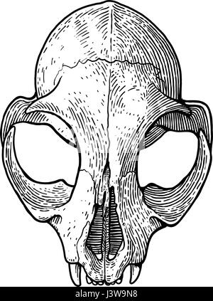 Illustration du crâne de chat, dessin, gravure, encre, dessin au trait, vector Illustration de Vecteur