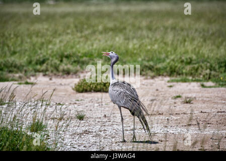 Anthropoides paradiseus, Blue Crane, Etosha National Park, Afrique du Sud Banque D'Images