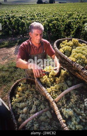 Chardonnay Grand cru triant des raisins récoltent des paniers traditionnels en osier dans le vignoble de Louis Latour sur la colline de Corton, Aloxe-Corton, Côte d'Or, France. Banque D'Images