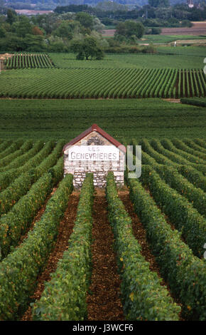 MEURSAULT BOURGOGNE vignoble de l'arbre de la lumière du soleil sur le refuge de la pierre du sélecteur de raisin hut en célèbre les Genevrières vignoble, Bourgogne Côte d'Or, France. Banque D'Images