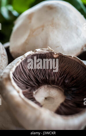 Une vue rapprochée de champignons champ champignons Agaricus campestris de champignons comestibles champignons branchies Meadow Food Banque D'Images