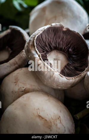 Une vue rapprochée de champignons champ champignons Agaricus campestris de champignons comestibles champignons branchies Meadow Food Banque D'Images