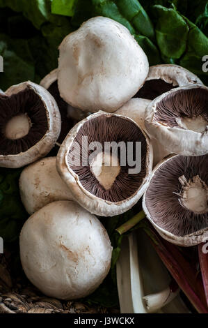 Une vue rapprochée de champignons champ champignons Agaricus campestris de champignons comestibles champignons branchies Meadow Food Banque D'Images