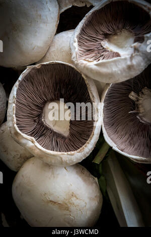 Une vue rapprochée de champignons champ champignons Agaricus campestris de champignons comestibles champignons branchies Meadow Food Banque D'Images