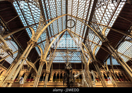Expositions intérieures et structure métallique du Natural History Museum, Oxford, Angleterre Banque D'Images
