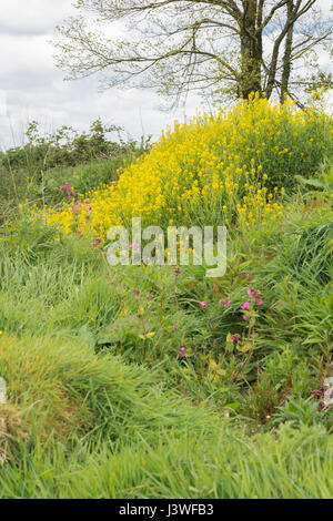 Colonie d'hiver floraison jaune-cress / Barbarea vulgaris - anciennement connu comme une moutarde piquante-comme des feuilles de salade, mais aussi une nourriture mauvaise herbe. Banque D'Images