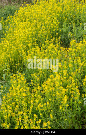 Colonie d'hiver floraison jaune-cress / Barbarea vulgaris - anciennement connu comme une moutarde piquante-comme des feuilles de salade, mais aussi une nourriture mauvaise herbe. Banque D'Images