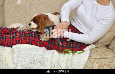 Femme assise sur un canapé et brosser ses gentil animal Cavalier King Charles Spaniel Banque D'Images