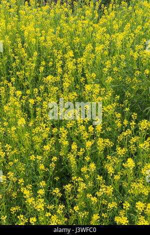 Colonie d'hiver floraison jaune-cress / Barbarea vulgaris - anciennement connu comme une moutarde piquante-comme des feuilles de salade, mais aussi une nourriture mauvaise herbe. Banque D'Images