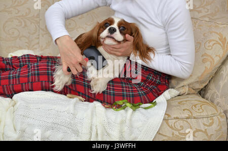 Gros plan du chien adorable Cavalier King Charles Spaniel assis sur les genoux d'une femme et d'apprécier le brossage Banque D'Images