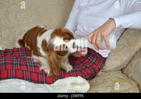 Femme assise sur un canapé et tenant une bouteille en plastique pendant que son chien Cavalier King Charles Spaniel boire et lécher du yaourt à partir de c Banque D'Images