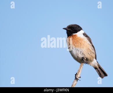 Un mâle Stonechat (Saxicola torquata) perché, Pembrokeshire Banque D'Images