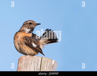 Une femelle Stonechat (Saxicola torquata) au lissage, Pembrokeshire Banque D'Images