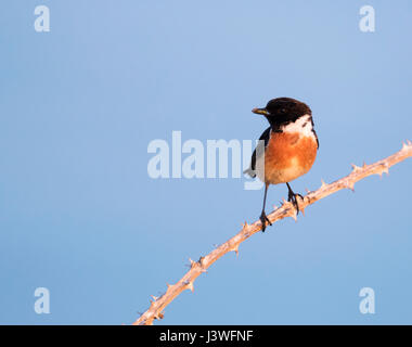 Un mâle Stonechat (Saxicola torquata) perché, Pembrokeshire Banque D'Images