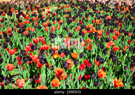 Jardin formel de tulipes à Chatsworth House Derbyshire Banque D'Images