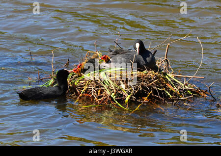 Black Foulque macroule (Fulica atra), nourrissant ses oisillons dans le nid Banque D'Images