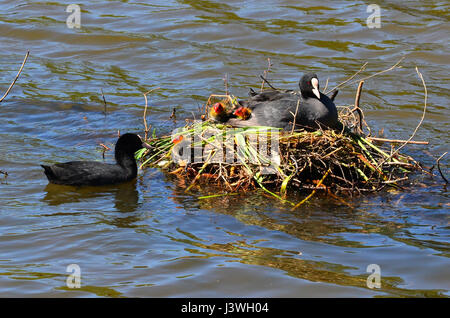 Black Foulque macroule (Fulica atra), nourrissant ses oisillons dans le nid Banque D'Images