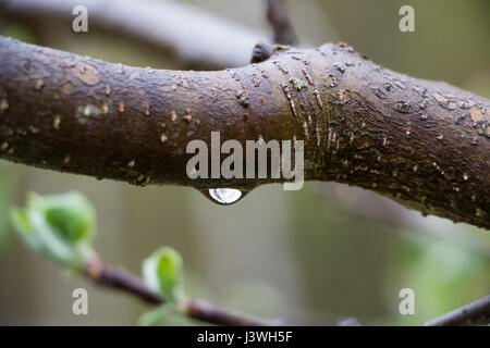 Goutte on Tree Branch Banque D'Images