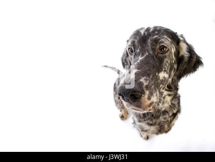 Setter anglais chien sur un fond blanc Banque D'Images