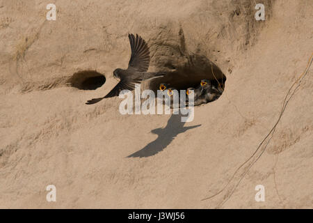 Hirondelle de poussins dans nid de dunes de sable de l'appel comme les mouches adultes dans avec de la nourriture, reflétée dans l'ombre sur le sable Banque D'Images