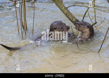 Eurasienne juvénile des loutres (Lutra lutra) jouant dans l'eau. Banque D'Images