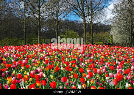 Beau paysage de fleurs de tulipes colorées, le jardin de Keukenhof, Pays-Bas. Paysage de plein air au printemps. Flower bed in park Banque D'Images