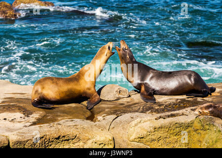 Phoques mâles et femelles (Phoca vitulina ou phoque commun) mammifères marins accouplement jouer sur Rock près de la Jolla Cove au nord de San Diego, Californie Banque D'Images