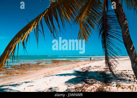 Belle plage exotique tropical de l'île de Boipeba, Brésil Banque D'Images