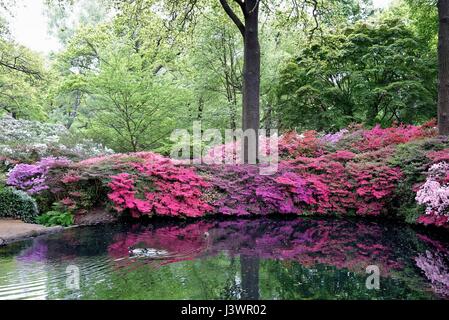 L'Isabella Plantation dans Richmond Park, London UK Banque D'Images