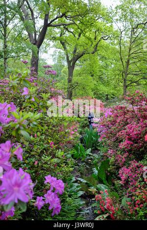 L'Isabella Plantation dans Richmond Park, London UK Banque D'Images