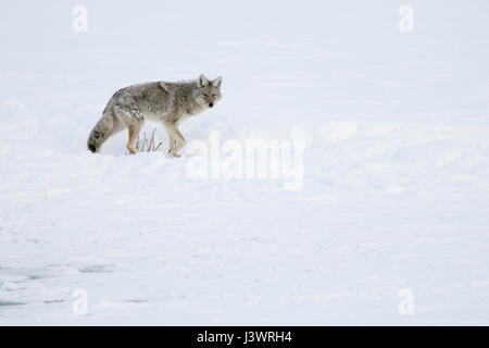 Le Coyote (Canis latrans ) en hiver, avec la neige sur sa fourrure, s'éloignent d'un peu d'eau couvertes de glace, en regardant vers le photographe, USA. Banque D'Images