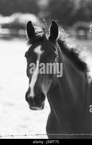 Un magnifique cheval de prendre une promenade dans le domaine Banque D'Images