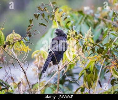 Ani à bec lisse (Crotophaga ani), la forêt tropicale amazonienne à La Selva lodge sur le fleuve Napo, Equateur, Amérique du Sud Banque D'Images